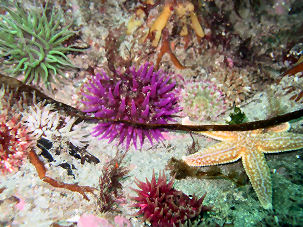 Pferdeaktinie Actinia equina