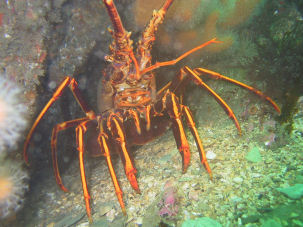 Gew�hnliche Languste Panulirus elephas