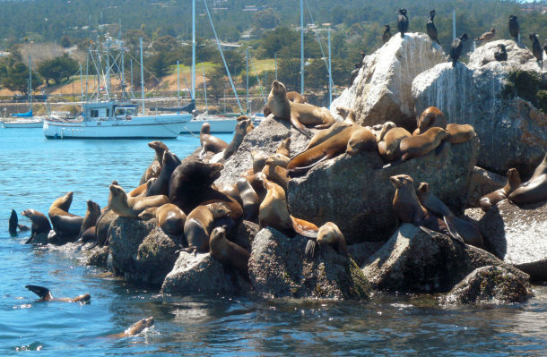 Kalifornische Seel�wen im Hafen von Monterey (USA)