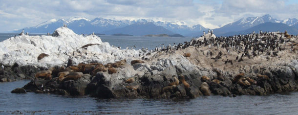 S�damerikanische Seel�wen vor der K�ste Patagoniens