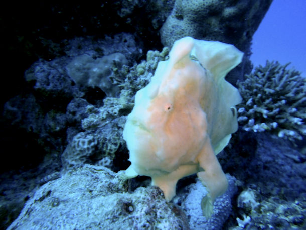 Tauchen Hurghada �gypten