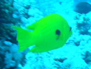 St�lpmaul-Lippfisch Epibulus insidiator