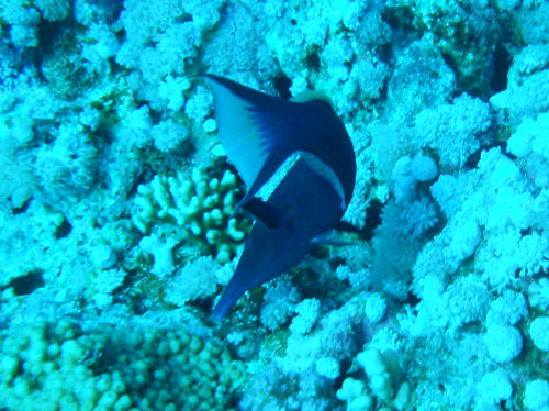 Vogel-Lippfisch Gomphosus varius