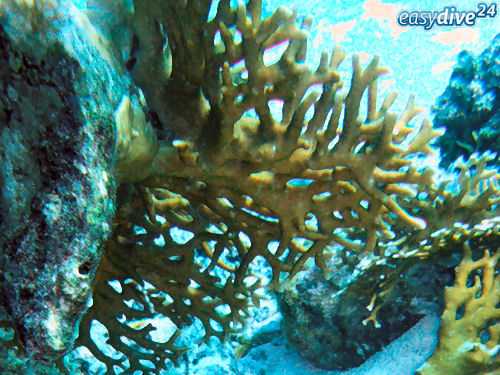 Feuerkoralle Millepora dichotoma