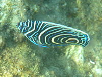 Imperatorkaiserfisch Pomacanthus imperator