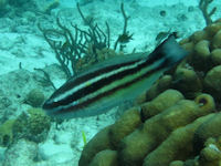 Scarus iseri