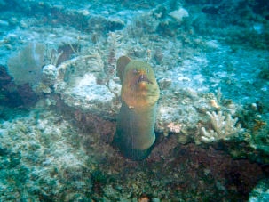 Gr�ne Mur�ne Gymnothorax funebris