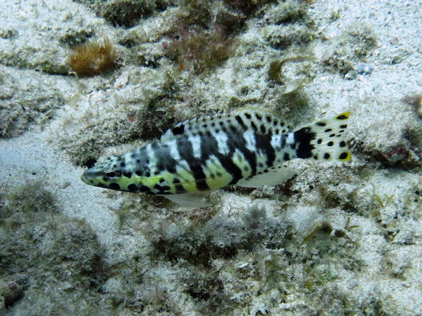 S�gebarsch Serranus tigrinus