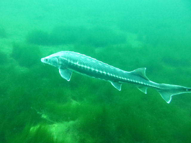 St�r Acipenser gueldenstaedtii