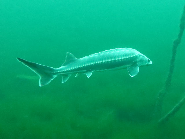 St�r Acipenser gueldenstaedtii