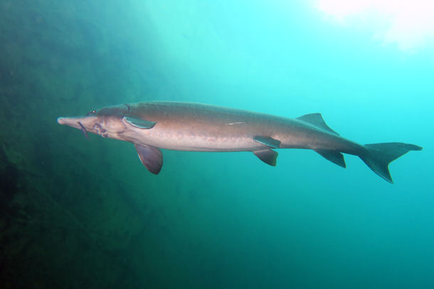 St�r Acipenser sturio