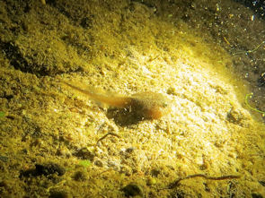 Kaulquappe im Karosseriesee