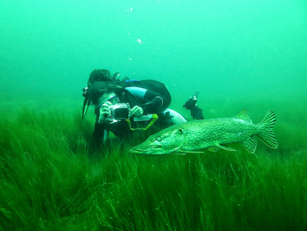 Hecht in L�bej�n