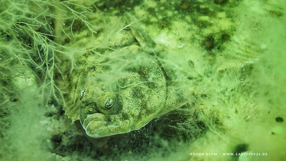 Pleuronectes platessa