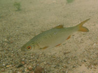 Pl�tze Rutilus rutilus