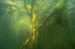 Tauchen in den Tonteichen K�rbiskrug