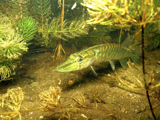 Tauchen in den Tonteichen K�rbiskrug