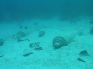 Kanonen der Nuestra Se�ora de Guadalupe