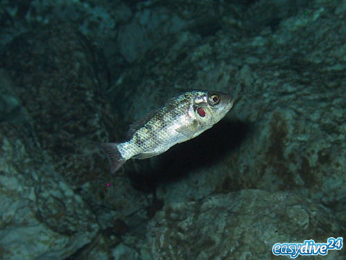 Oreochromis niloticus