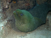 Gr�ne Mur�ne Gymnothorax funebris