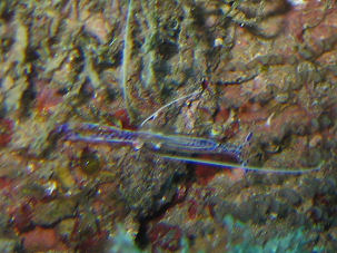 Pedersons Partnergarnele Ancylomenes pedersoni