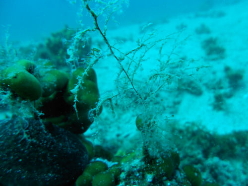 Nacktschnecke Flabellina affinis