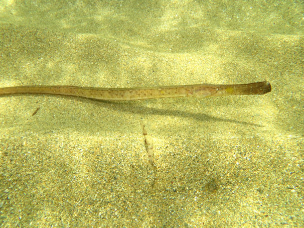 Syngnathus typhle
