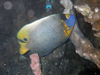 Blaukopf-Kaiserfisch Pomacanthus xanthometopon