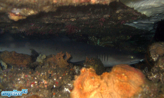 Wei�spitzenriffhai Triaenodon obesus