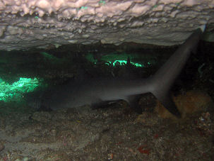 Wei�spitzenriffhai Triaenodon obesus