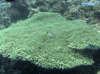Acropora sp.