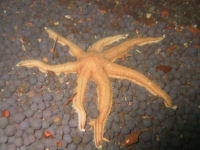 Gro�plattenstern Luidia ciliaris