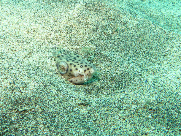 Schlangenaal Myrichthys pardalis