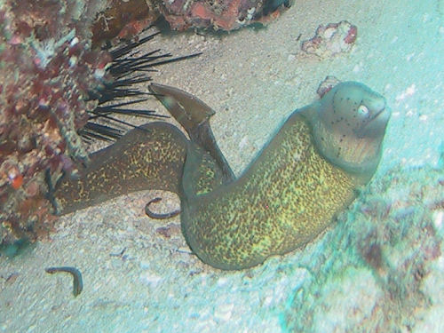 Graue Mur�ne Gymnothorax griseus