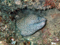 Netzmur�ne Gymnothorax favagineus