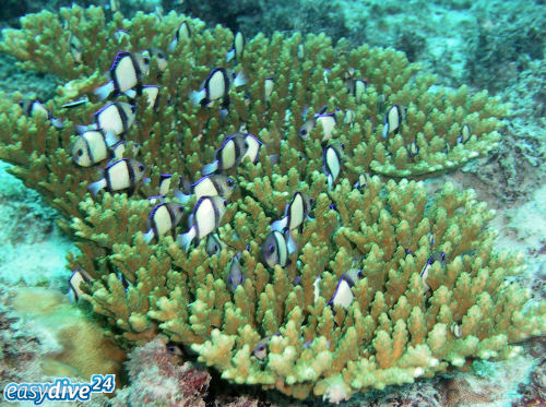 Netz-Preussenfisch Dascyllus reticulatus