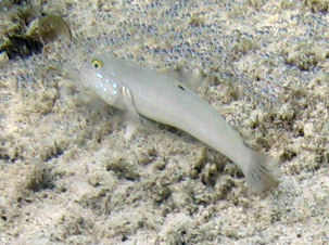 Schl�fergrundel Valenciennea sexguttata