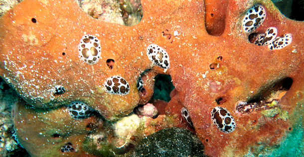 Peltodoris atromaculata