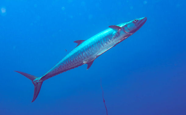 Scomberomorus commerson