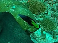 Putzerlippfisch Labroides bicolor