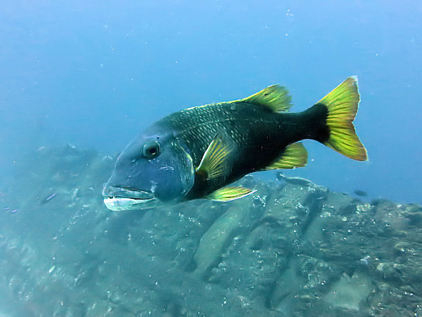 Lethrinus erythracanthus