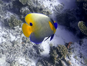 Pomacanthus xanthometopon