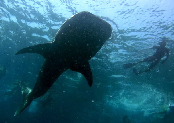 Walhai Rhincodon typus