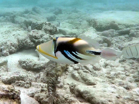 Dr�ckerfisch Rhinecanthus aculeatus