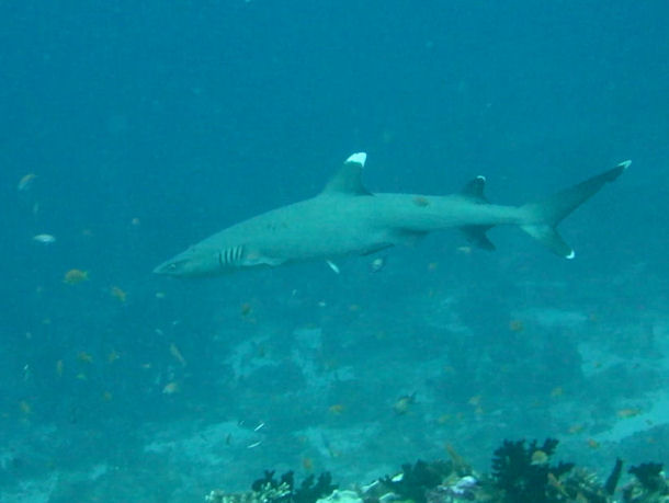 Wei�spitzenriffhai Triaenodon obesus