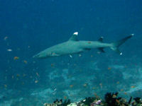 Wei�spitzenriffhai Triaenodon obesus