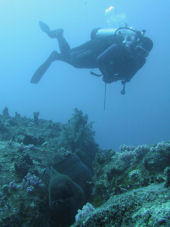 Riesenmur�ne Gymnothorax javanicus