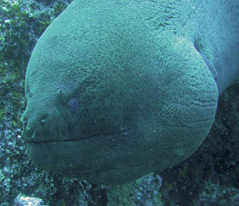 Riesenmur�ne Gymnothorax javanicus