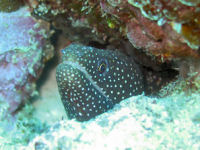 Perlenmur�ne Gymnothorax meleagris
