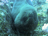 Riesenmur�ne Gymnothorax javanicus